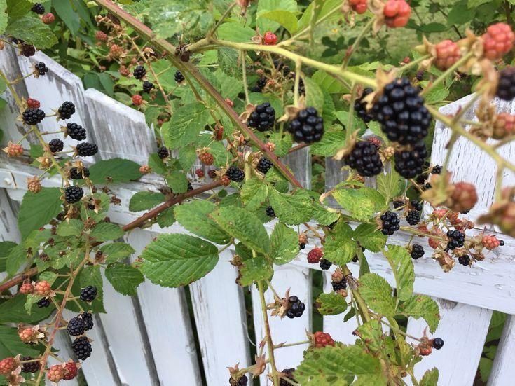Countryside Berry Bliss: Harvested with Care